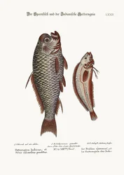 A sarkantyúhal és az indiai Gattorugina, 1749-73